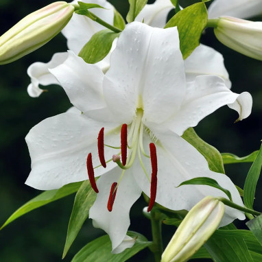 Lis Oriental 'Casa Blanca' - Lilium | Achat direct au producteur