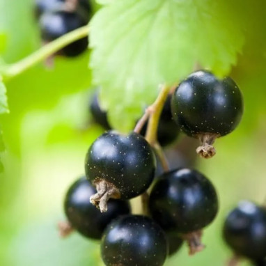 Cassissier 'Noir de Bourgogne' - Ribes nigrum | Achat producteur