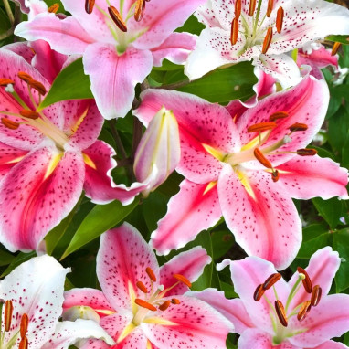 Lis Oriental Mélange - Lilium | Achat direct au producteur
