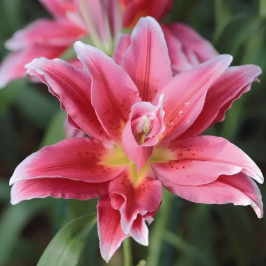 Lis oriental Sweet Rosy - Lilium | Achat direct au producteur