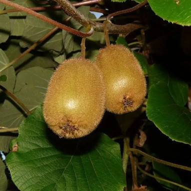 Kiwi autofertile 'Solo' - Actinidia | Achat direct au producteur