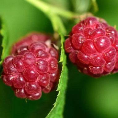 Framboisier 'Red Angel' - Rubus idaeus | Achat direct au producteur