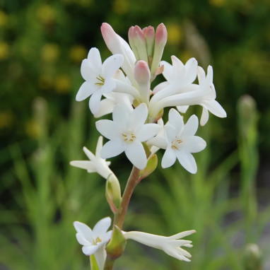 Tubéreuse Simple Blanc - Polianthes | Achat direct au producteur
