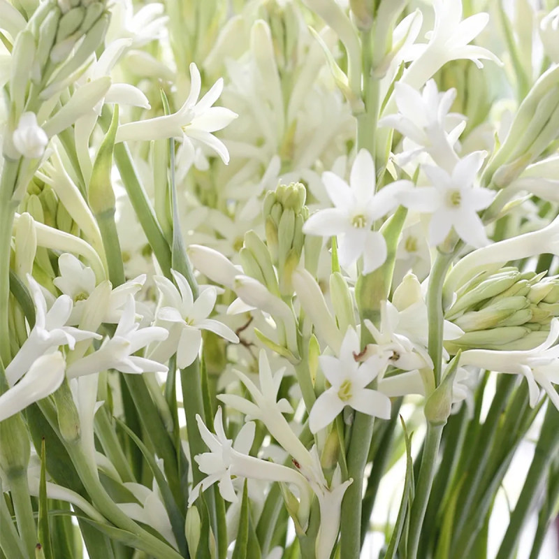 Tubéreuse Simple Blanc - Polianthes | Achat direct au producteur