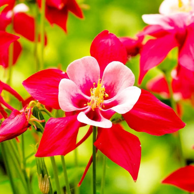 Ancolie 'Crimson Star' - Aquilegia | Achat direct au producteur