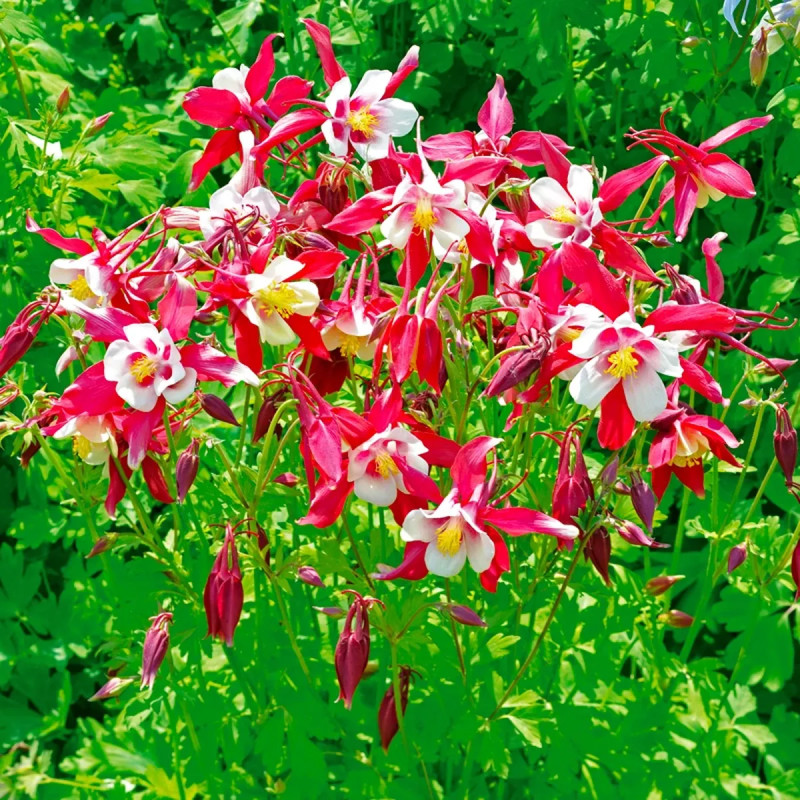 Ancolie 'Crimson Star' - Aquilegia | Achat direct au producteur