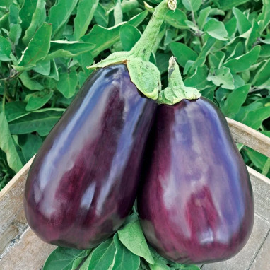 Aubergine 'Black Beauty' BIO - Solanum | Achat direct au producteur