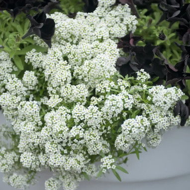 Alysse Maritime 'Easter Bonnet White' - Lobularia | Achat producteur