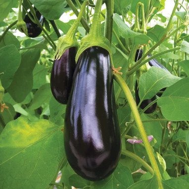 Aubergine De Barbentane - Solanum melongena | Achat producteur