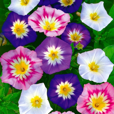 Belle de Jour Variées - Convolvulus tricolor | Achat producteur