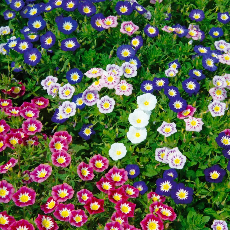 Belle de Jour Variées - Convolvulus tricolor | Achat producteur