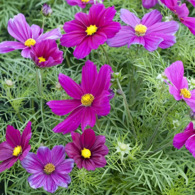 Cosmos bipinnatus 'Sonata Carmine'® | Achat direct au producteur
