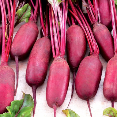 Betterave 'Cylindra' - Beta vulgaris | Achat direct au producteur