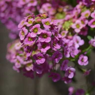 Alysse maritime 'Easter Bonnet Deep Rose' - Lobularia | Achat producteur