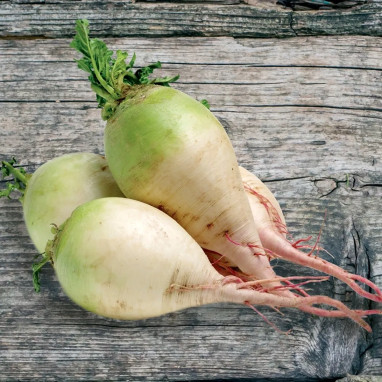 Betterave Blanche 'Albina Vereduna' - Beta | Achat producteur