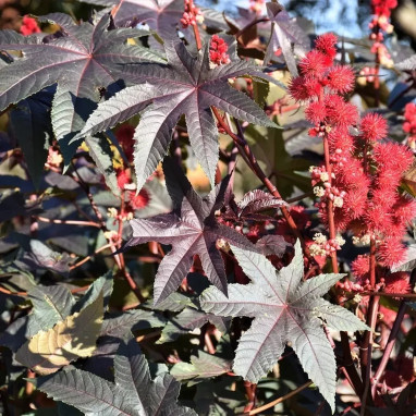 Ricin 'Carmencita Red' - Ricinus | Achat direct au producteur
