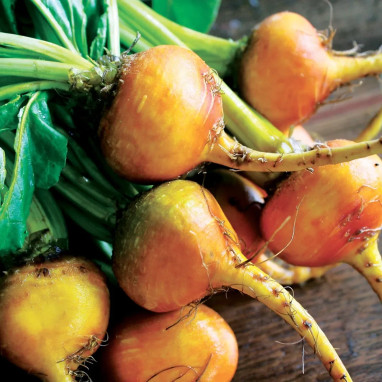 Betterave 'Burpee's Golden' - Beta vulgaris | Achat producteur