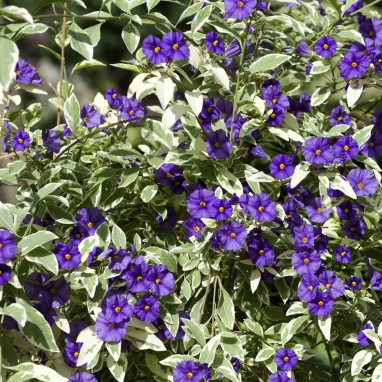 Solanum rantonnetii 'Flower Sun' panaché | Achat producteur