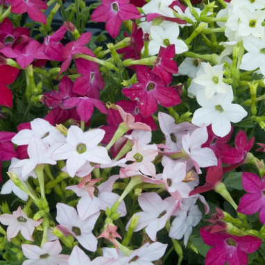 Tabac ornemental 'Saratoga Mix' - Nicotiana | Achat producteur