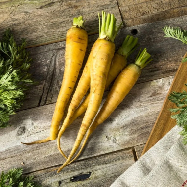 Carotte Jaune du Doubs - Daucus carota | Achat direct au producteur