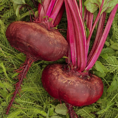 Betterave 'd'Egypte' BIO - Beta vulgaris | Achat producteur