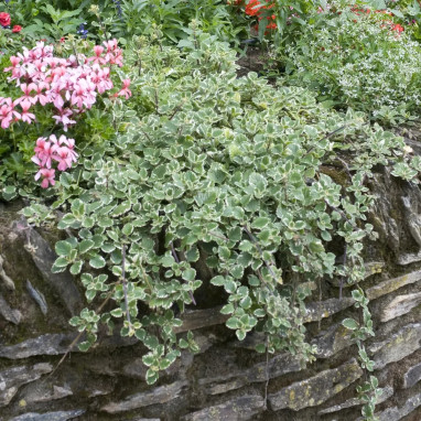 Plectranthus panaché - Plectranthus | Achat direct au producteur