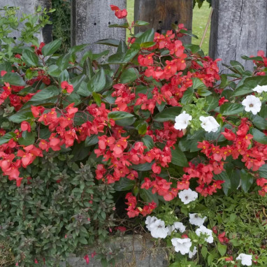 Begonia Dragon Wing rouge - Begonia | Achat direct au producteur