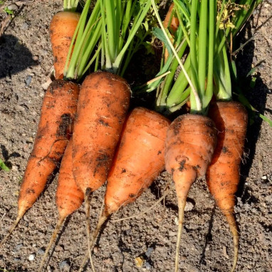 Carotte Chantenay à Cœur Rouge 2 - Daucus | Achat direct au producteur