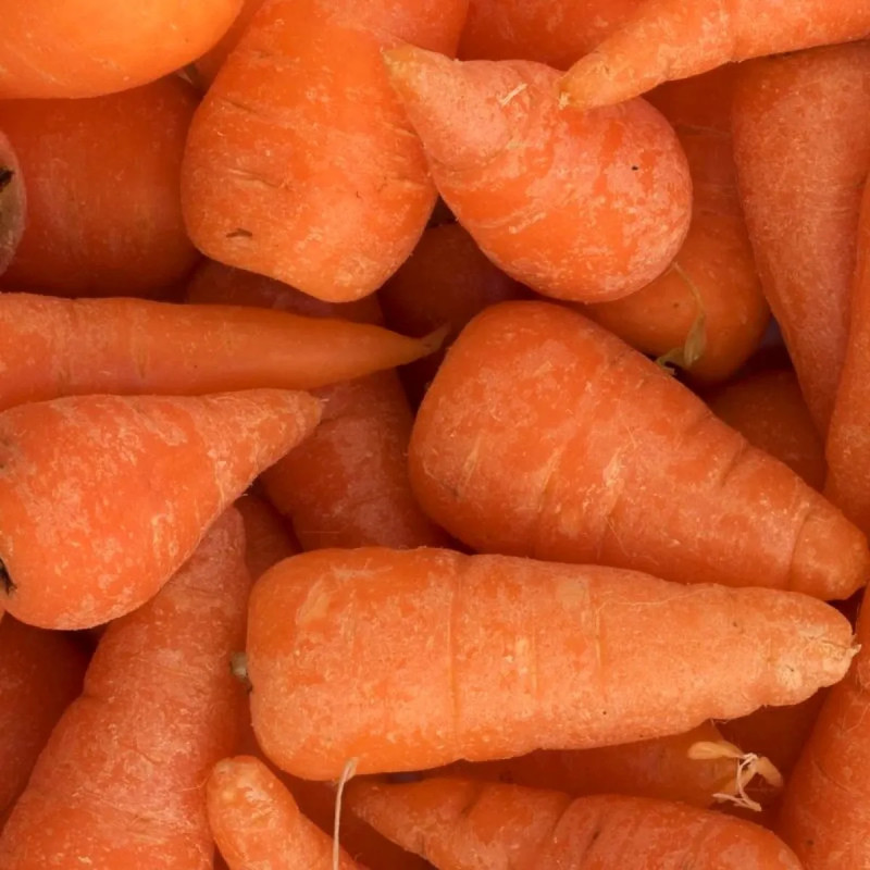 Carotte Chantenay à Cœur Rouge 2 - Daucus | Achat direct au producteur
