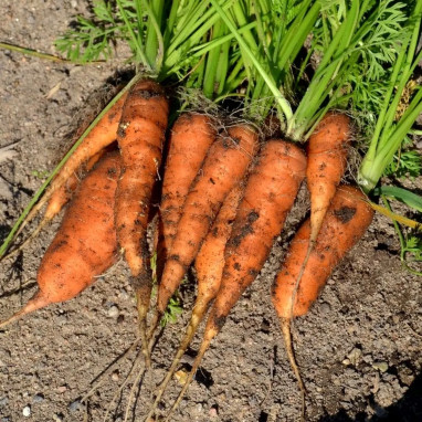 Carotte de Colmar à Cœur Rouge 2 - Daucus | Achat direct au producteur