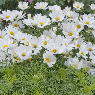 Cosmos blanc 'Sonata White'® - Cosmos | Achat direct au producteur