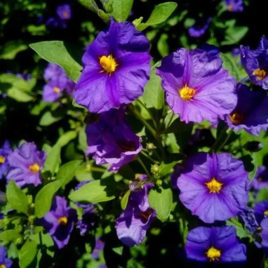 Solanum rantonetii - Solanum | Achat direct au producteur