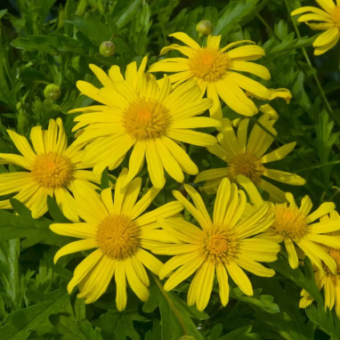 Euryops 'Sunshine' - Euryops | Achat direct au producteur