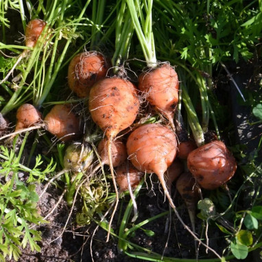 Carotte 'Marché de Paris 5' - Daucus carota | Achat producteur