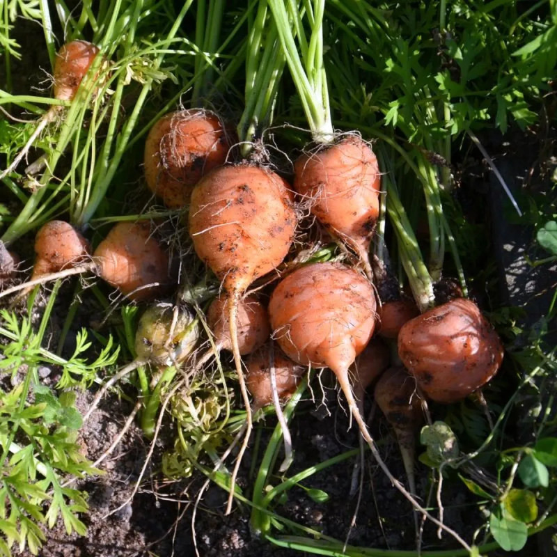 Carotte 'Marché de Paris 5' - Daucus carota | Achat producteur