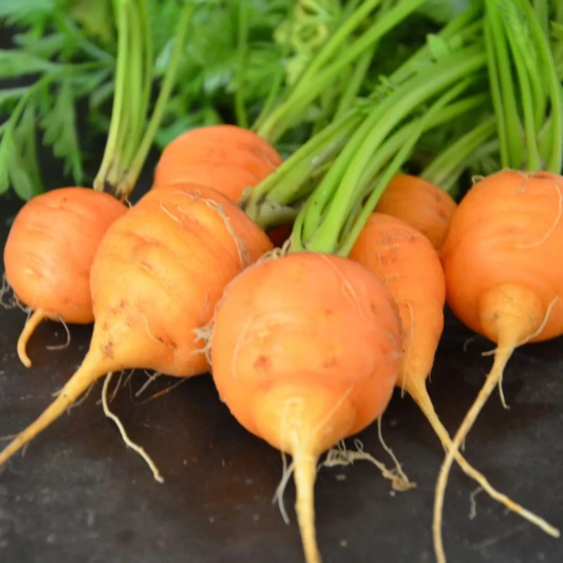 Carotte 'Marché de Paris 5' - Daucus carota | Achat producteur