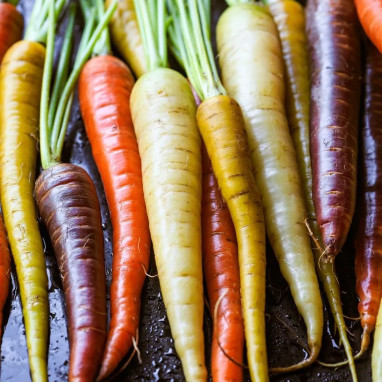 Carotte potagère Mélange - Daucus carota | Achat producteur