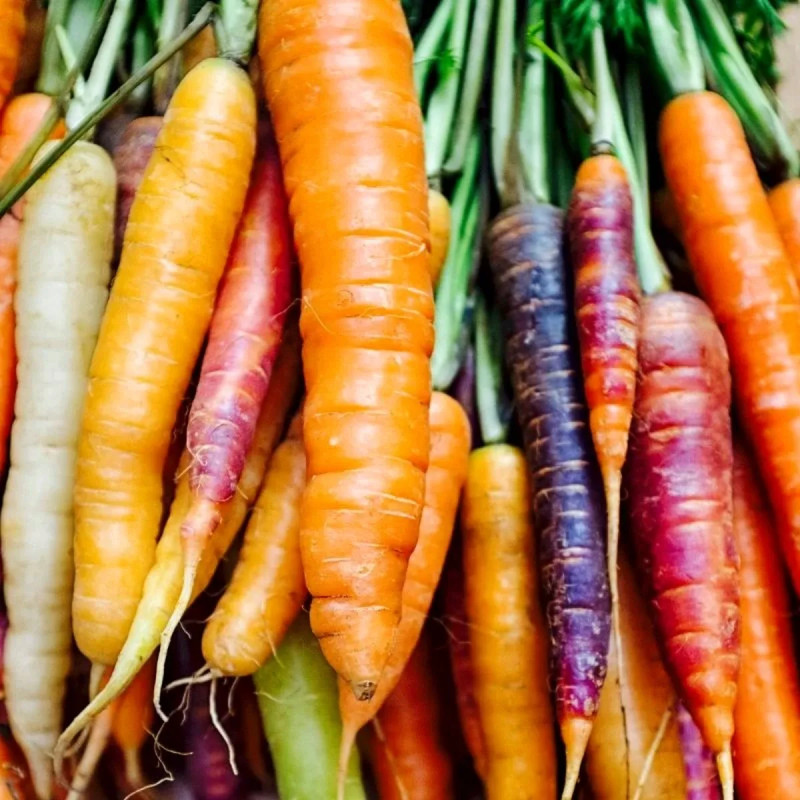 Carotte potagère Mélange - Daucus carota | Achat producteur