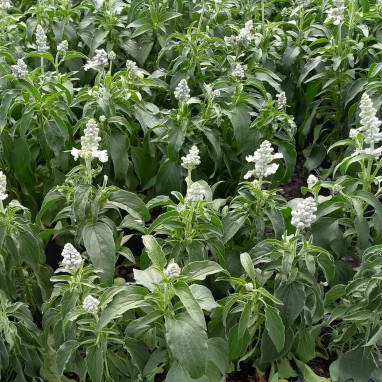 Salvia farinacea 'Cirrus Blanc' - Salvia | Achat direct au producteur