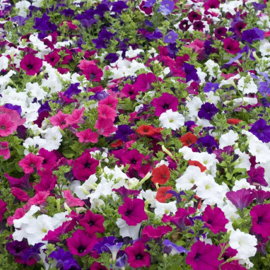 Petunia F1 'Parade Total Mix' - Petunia | Achat direct au producteur