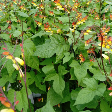 Mina lobata 'Exotica Red Bicolour' - Mina | Achat producteur