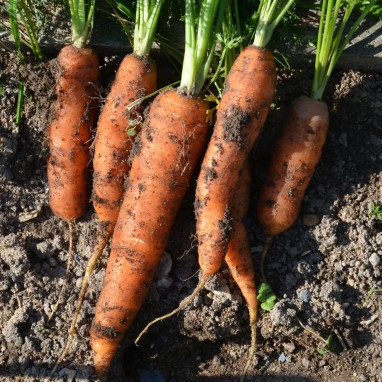 Carotte Nantaise améliorée 3 - Daucus carota | Achat direct producteur