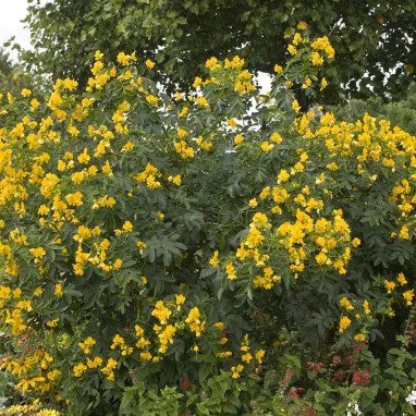 Cassia corymbosa - Cassia | Achat direct au producteur