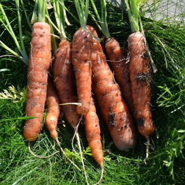 Carotte Touchon - Daucus carota | Achat direct au producteur