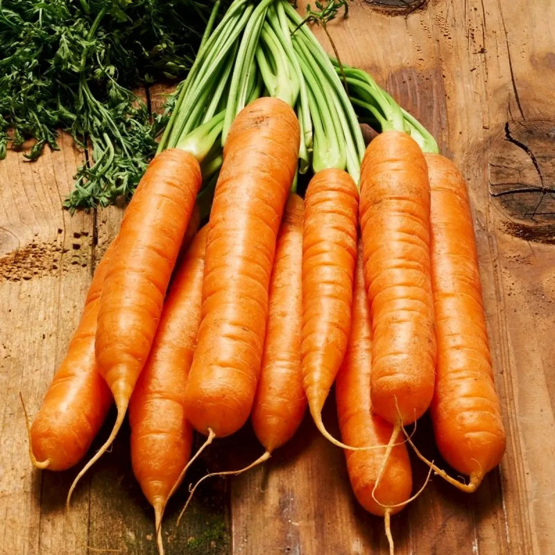 Carotte Touchon - Daucus carota | Achat direct au producteur
