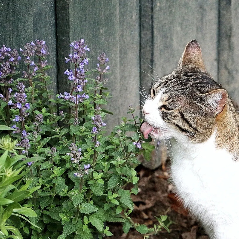 Nepeta cataria 'Herbe à chats' - Nepeta | Achat direct au producteur