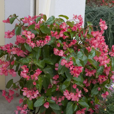 Begonia Dragon Wing rose - Begonia | Achat direct au producteur