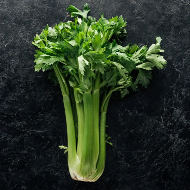 Céleri branche 'd'Elne vert' - Apium | Achat direct au producteur