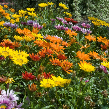 Gazania 'New Day Total Mix' - Gazania rigens | Achat producteur