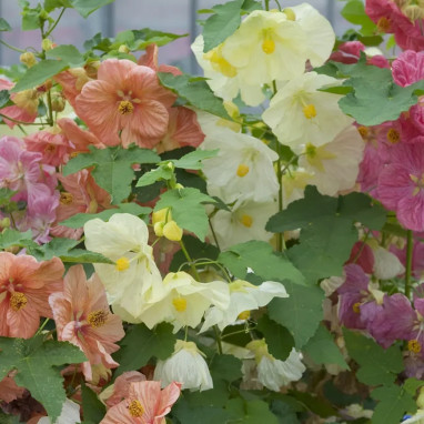 Abutilon 'Bella Select Mix' - Abutilon | Achat direct au producteur